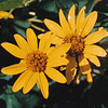 Heliopsis helianthoides