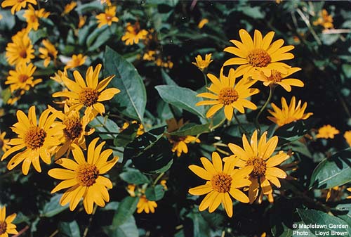 Heliopsis helianthoides