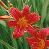 Hemerocallis