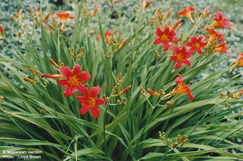 Hemerocallis sp. hybrids 
