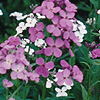 Hesperis matronalis