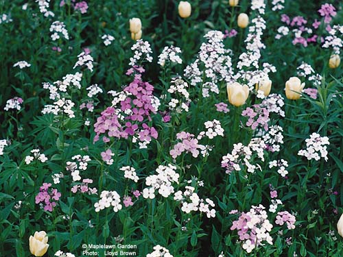 Hesperis matronalis