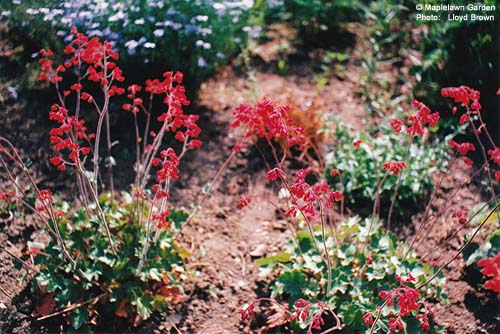 Heuchera sanguina