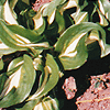 Hosta undulata