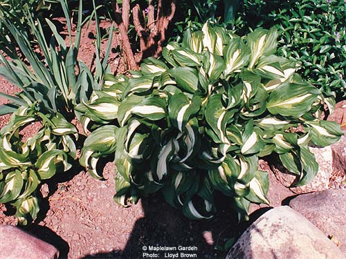 Hosta undulata