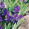Iris pumilla
