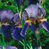 Iris germanica