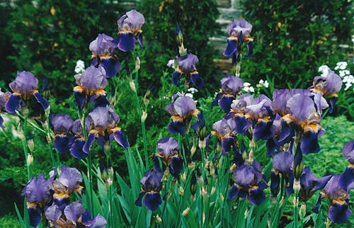 Iris germanica