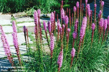 Liatris spicata 