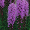 Liatris spicata