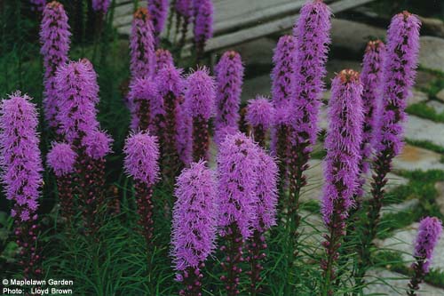 Liatris spicata 