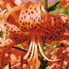 Lilium tigrinum 