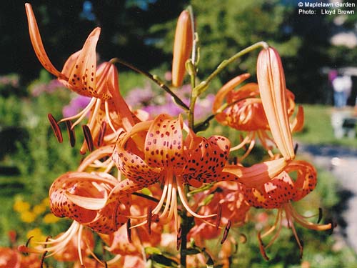 Lilium tigrinum 