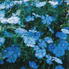 Blue Flax