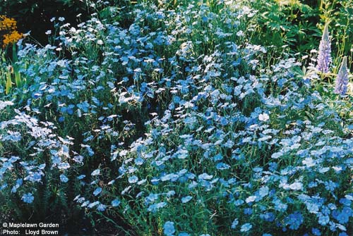 Linum perenne