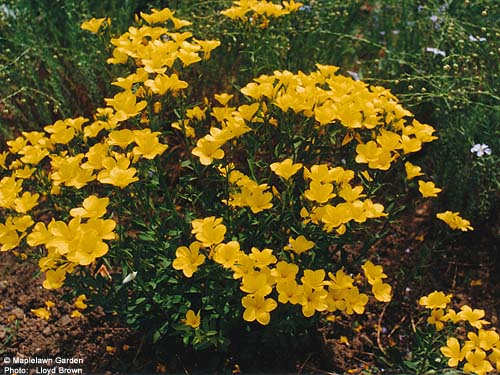 Linum flavum