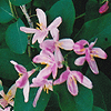 Lonicera tatarica