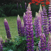 Lupines