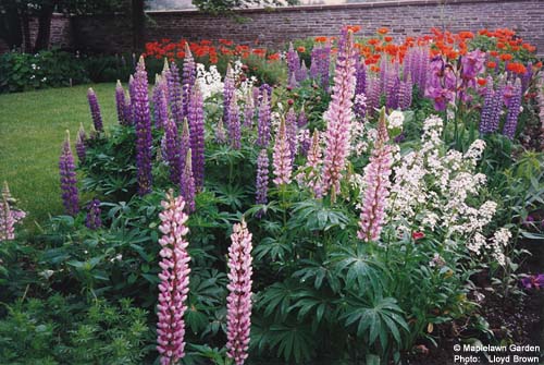 Lupines