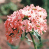 Lychnis chalcedonica 