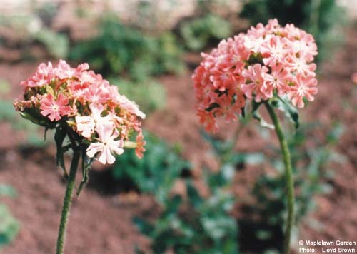 Lychnis chalcedonica 