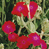 Rose Campion