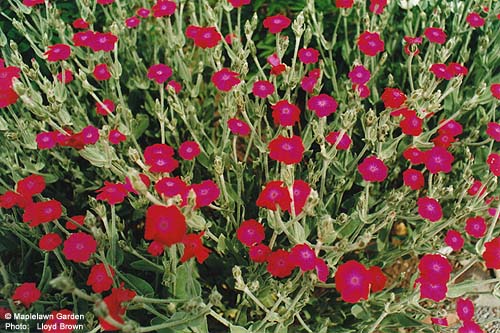 Lychnis coronana