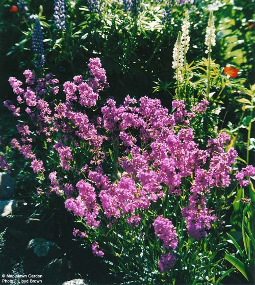 Lychnis viscaria