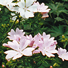 Malva moschata