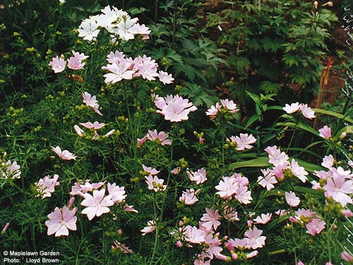 Malva moschata