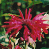 Monarda didyma 