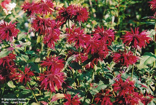 Monarda didyma 