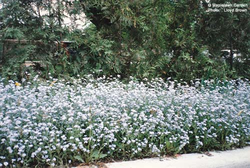 Myosotis scorpiodes