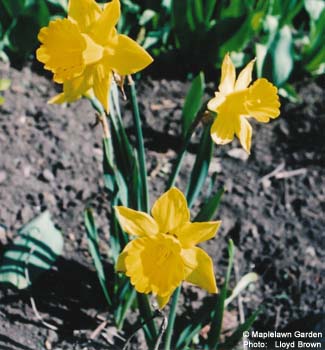 Narcissus hybrids