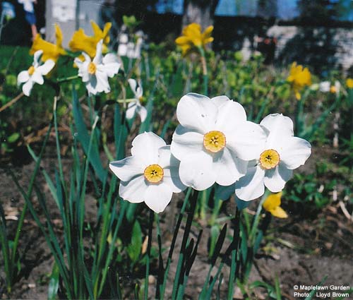 Narcissus hybrids
