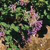 Nepeta mussini