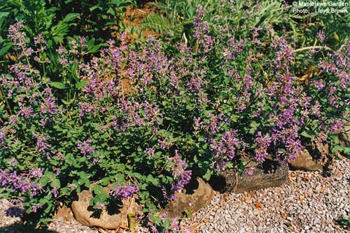 Nepeta mussini