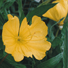 Oenothera missouriensis