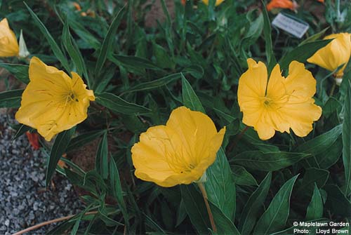 Oenothera missouriensis