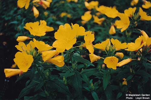 Oenothera tetragona