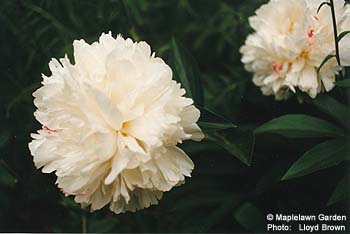 Paeonia hybrids