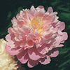 Paeonia