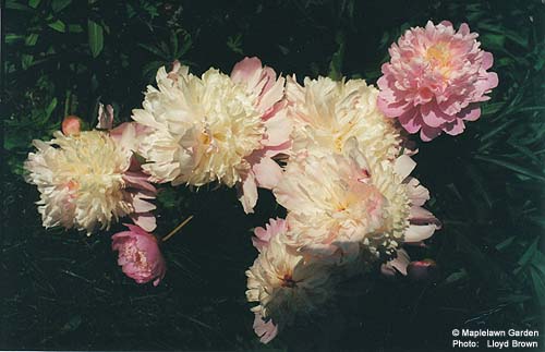 Paeonia hybrids