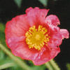 Papaver nudicale