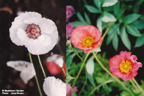 Papaver nudicale