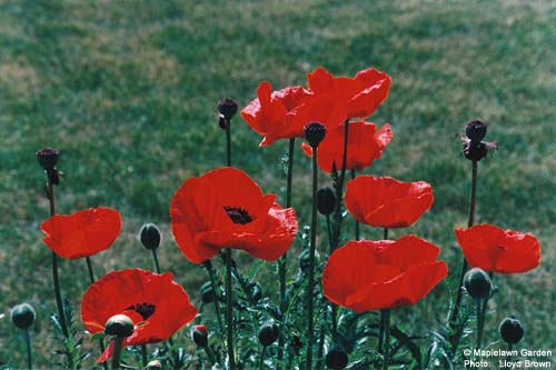 Papaver orientale 