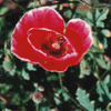 Papaver rhoeas