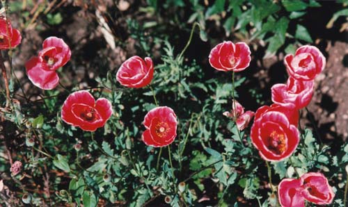 Papaver rhoeas