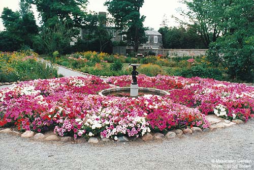 Petunia hybrids