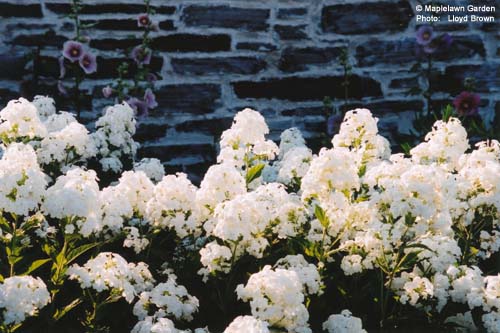 Phlox panaculata 